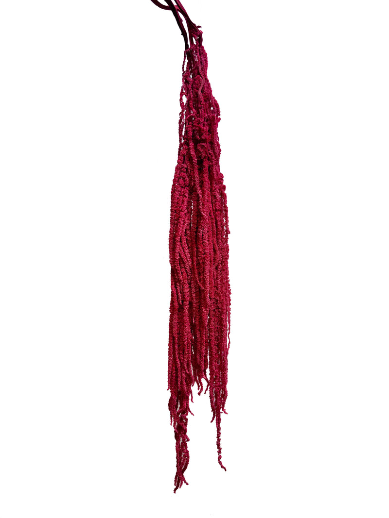 Amaranthus