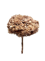 Hydrangea Large Petal