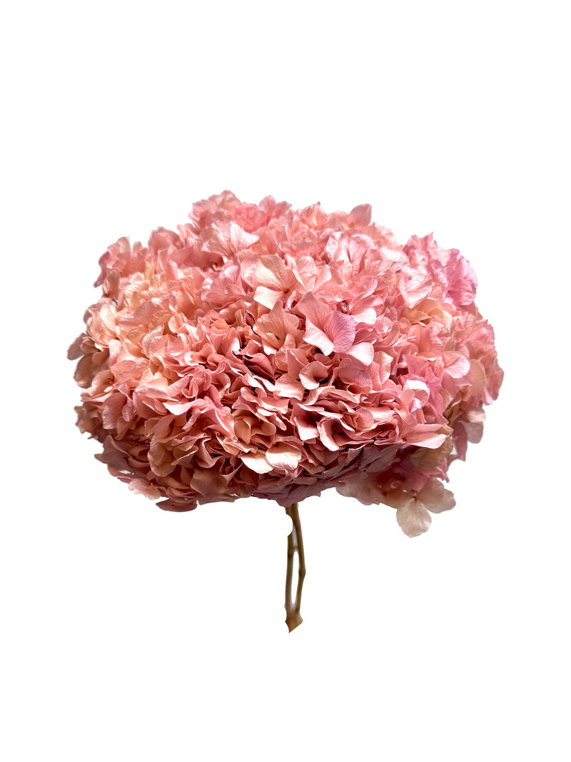 Hydrangea Large Petal