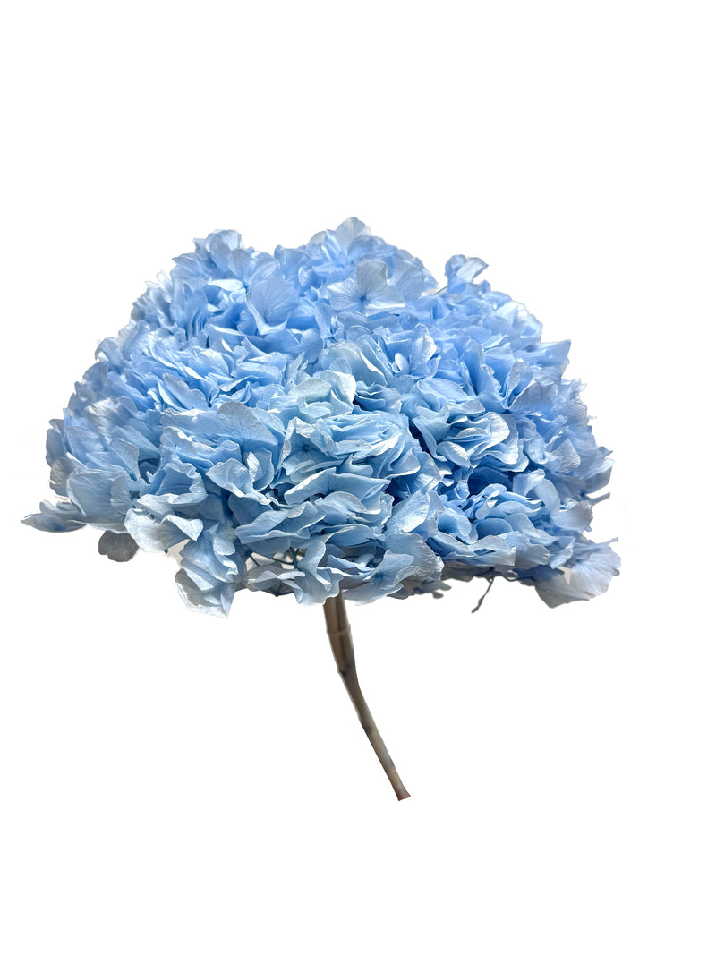 Hydrangea Large Petal