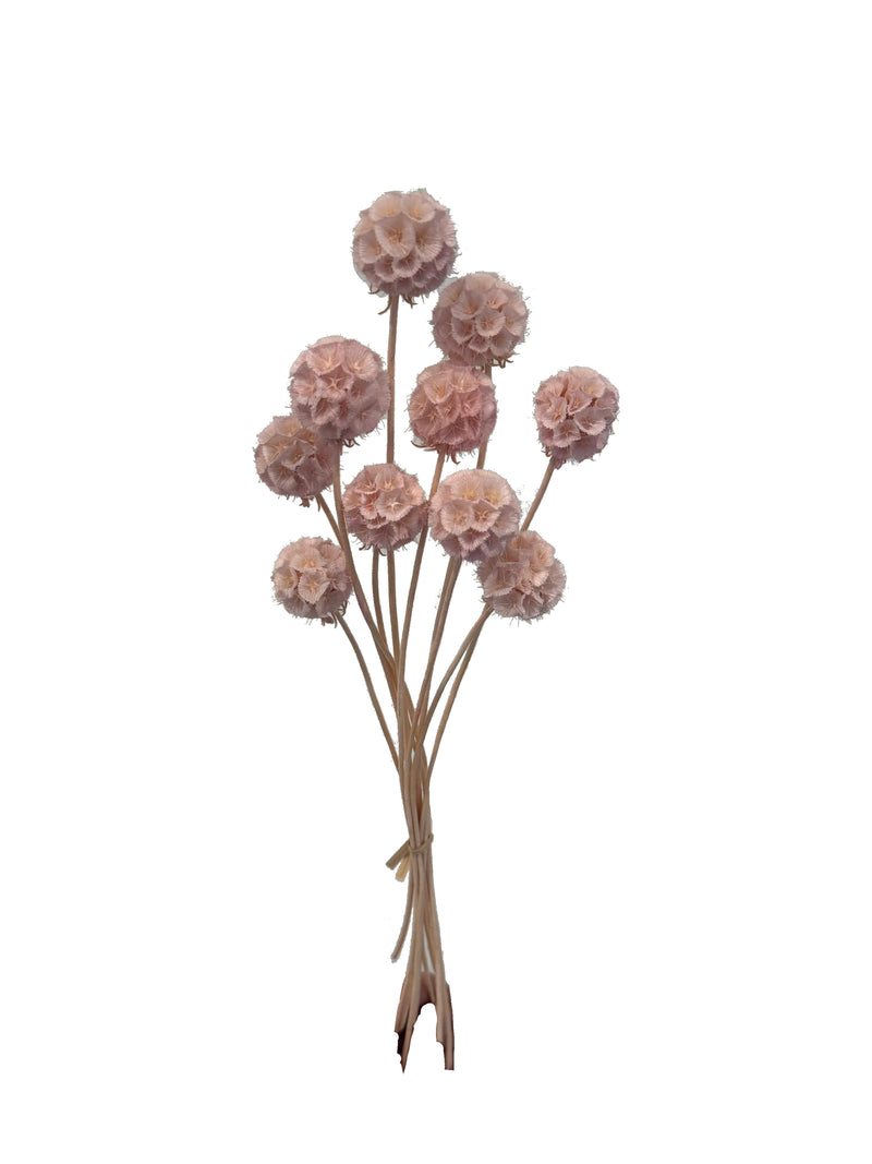 Scabiosa Pods