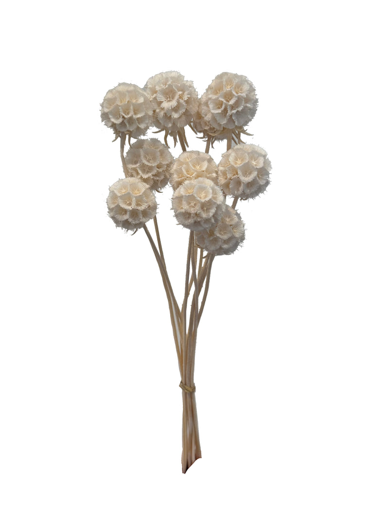 Scabiosa Pods