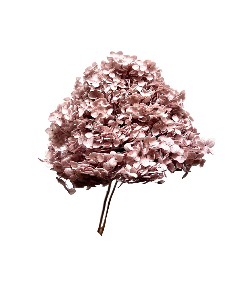 Hydrangea Standard