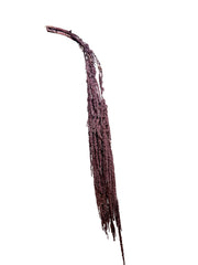 Amaranthus