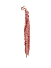 Amaranthus