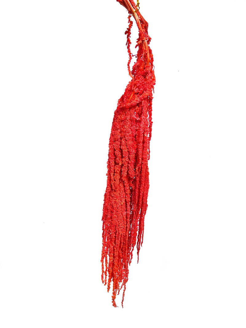 Amaranthus