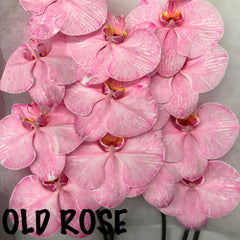 FRESH Phalaenopsis Orchids