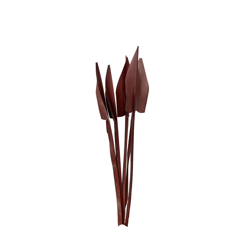 Arrow Palm