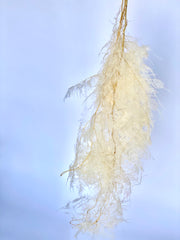 Asparagus Plumosa Fern