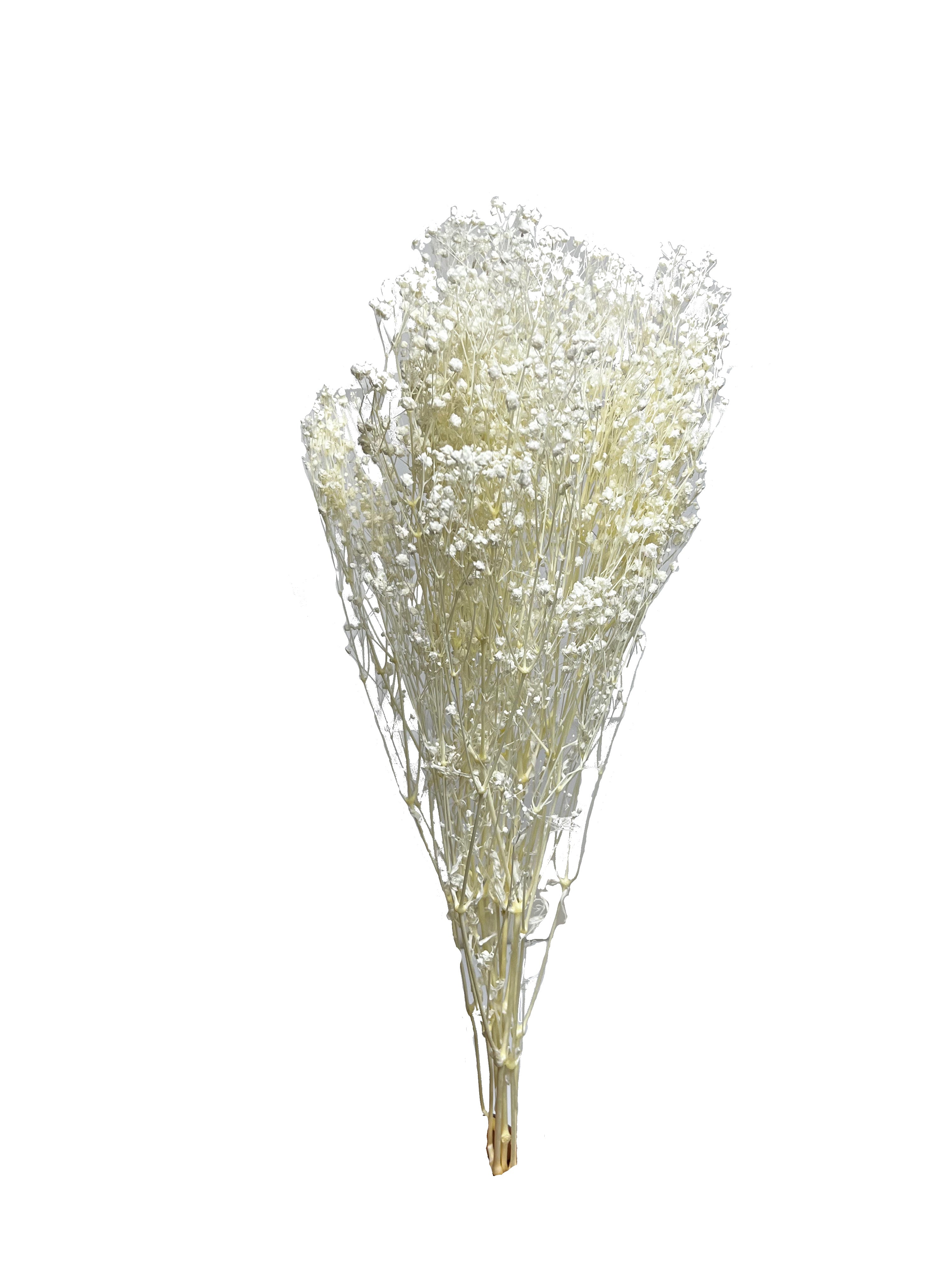 Dried & Preserved Baby's Breath (Gypsophilia) - Dry Supply