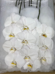 FRESH Phalaenopsis Orchids
