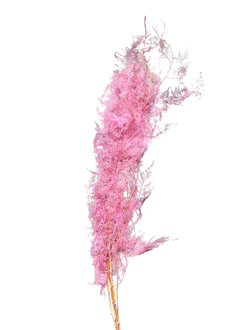 Asparagus Plumosa Fern